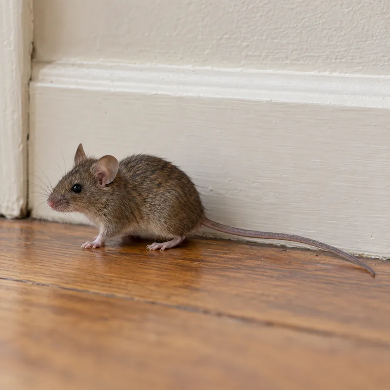 Illustrative A house mouse beside a baseboard
