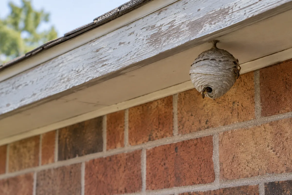 Illustrative small wasp nest beneath a building eave